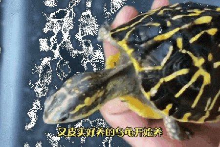 揭秘：养龟的秘密与长寿之魂，家养龟的理想选择！
