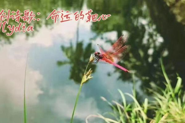 湖边蜻蜓的命运：自然之美与生命哲学的交织