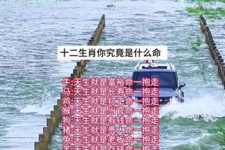 属什么就是什么命 探寻生肖背后的命运密码！