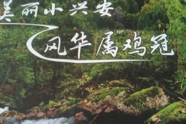 属鸡发迹命揭秘：风华人生如何腾飞而起？