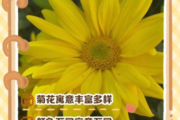 命带菊花的含义与人生启示：探索命理中的独特象征