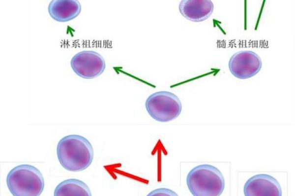 探寻延续生命的方法——如何科学保命与续命的智慧