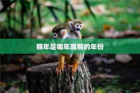 1932年猴年：生肖猴的命运与个性探秘！