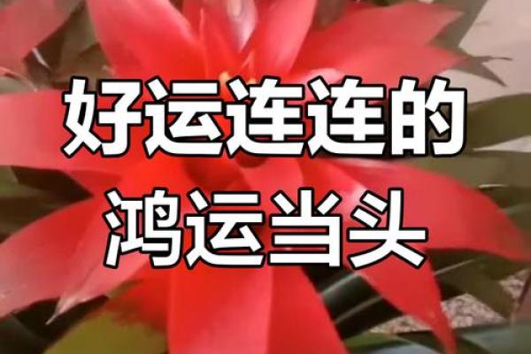 属猪男孩命好，人生多姿必有幸运之花