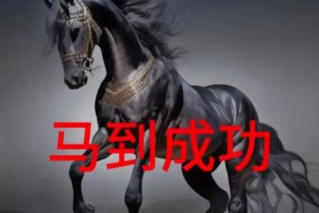 50岁以上的马：命运与生命的智慧之旅