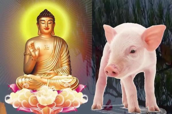 属猪申时出生的命运解析：智慧与富贵的结合之道