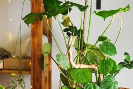 火命人的植物养护指南：选择适合的绿植，提升运势与生活质量