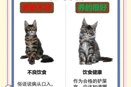 探秘三命猫猫：神秘且神奇的灵性动物
