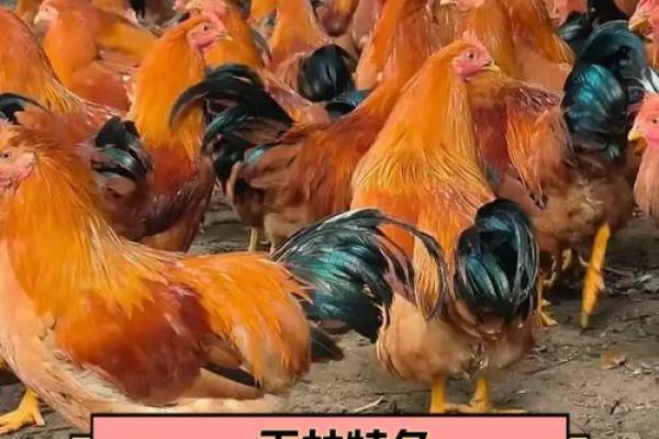 土鸡命运与服装搭配：探析土鸡的衣着哲学与养生之道