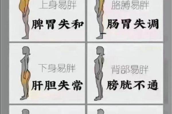 肚子胖的人有福相？解读胖人命理与生活智慧