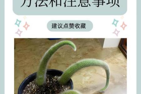 对木命人最适宜的植物选择与养护技巧