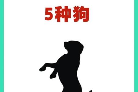 属狗1996年出生的人命理解析：如何与命运和谐共生