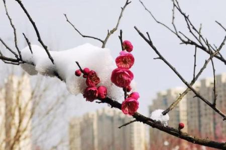 揭开女人梅花命的神秘面纱：生命的华彩与宿命的审视