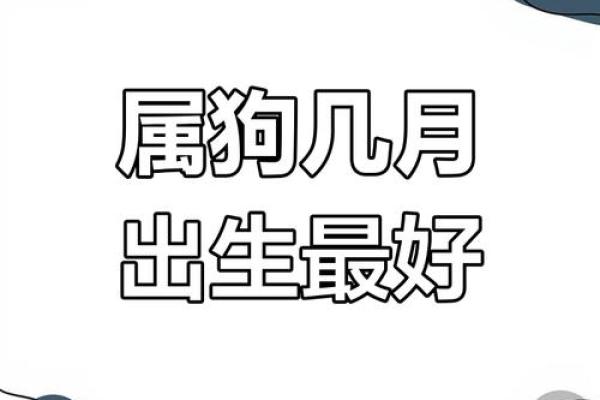 属狗人过了40岁的命运分析与人生指引