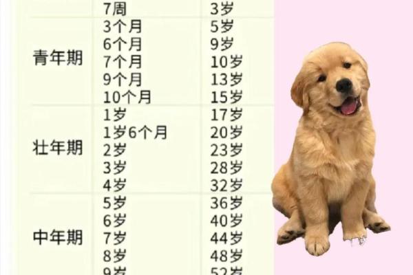 1982年出生的人：狗年命格的性格解析与生活智慧