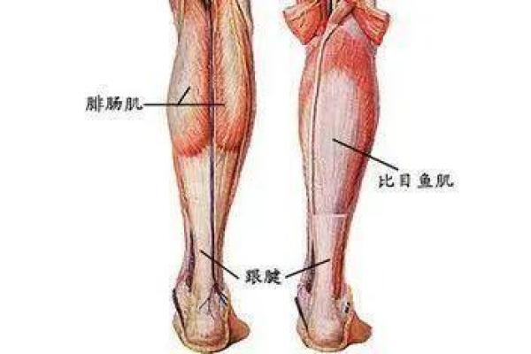 小腿粗壮的人生运势：从外表看内心，探索命运的秘密