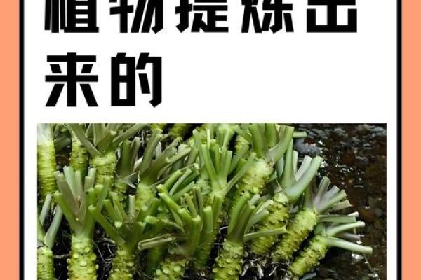 屁股尖的人是什么命？揭开命运的神秘面纱！