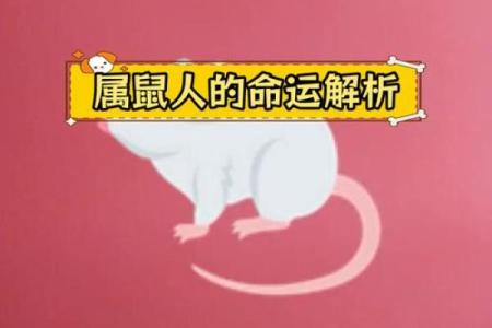 2008年属鼠人的命运与性格解析：揭开命理的神秘面纱