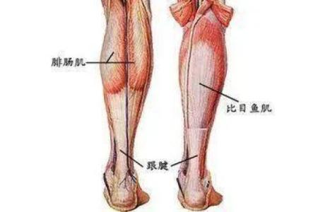 小腿粗壮的人生运势：从外表看内心，探索命运的秘密