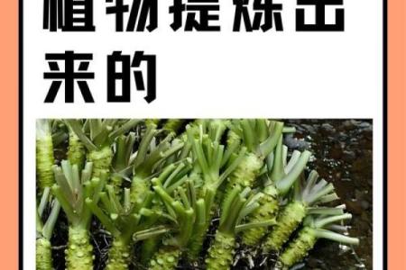 屁股尖的人是什么命？揭开命运的神秘面纱！
