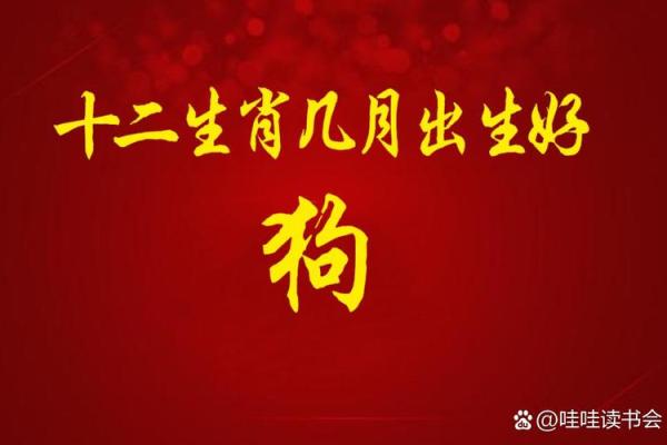阴历94年生人命运揭秘：揭开金狗儿的神秘面纱