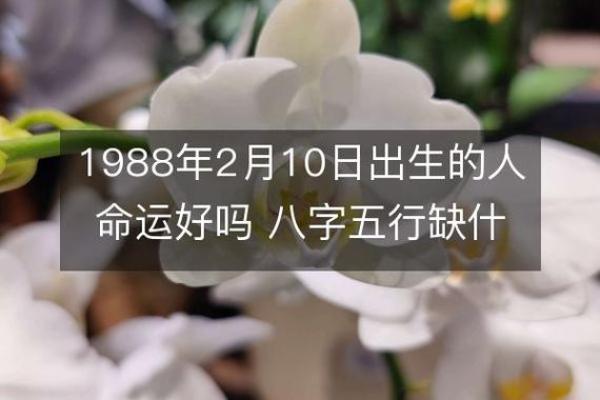 酉时出生的命理解析：探索1988年属什么，命运如何影响人生