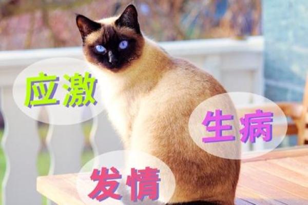 属猫的人究竟有着怎样的命运与性格特点？解密猫的神秘魅力！