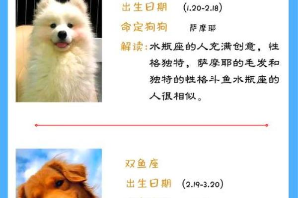 狗狗与命理：适合养狗的星座和命格分析