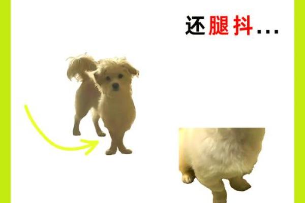 狗狗与命理：适合养狗的星座和命格分析