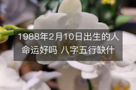 酉时出生的命理解析：探索1988年属什么，命运如何影响人生