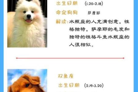 狗狗与命理：适合养狗的星座和命格分析