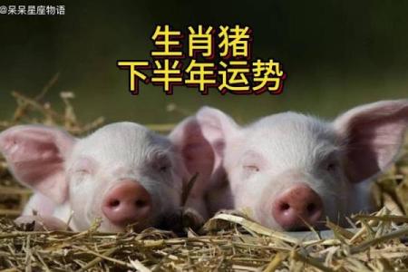 2007年属猪男命运解析：性格特征与人生机遇