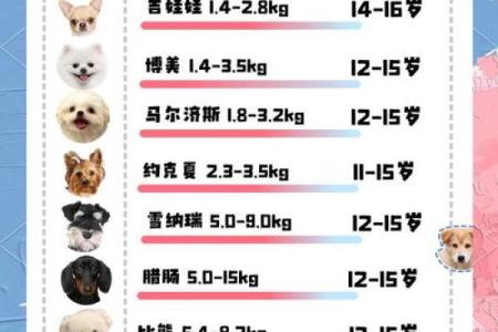 2023狗年宝宝命理解析：你知不知道属于哪种命运？