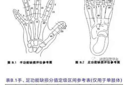 手骨节特别软的人命运解析：细腻与坚韧交织的生活轨迹