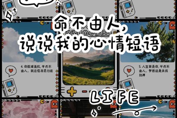 探秘木命之人：适合的牌照类型与人生规划