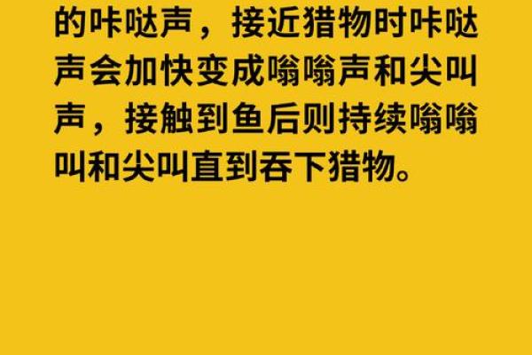 探秘海豚命格：拥有“海豚灵魂”的你该如何生活？