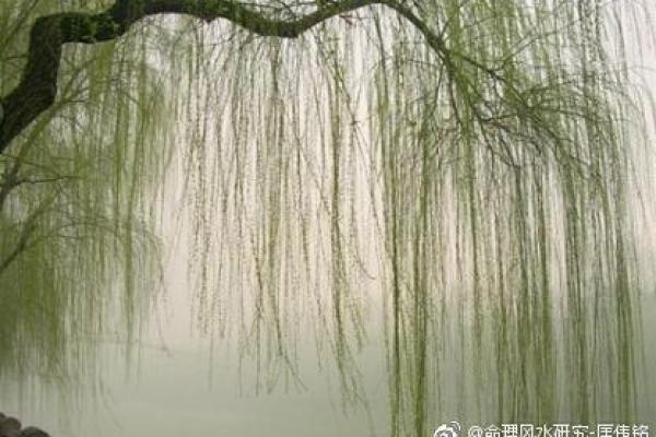 杨柳木：命理搭配与风水的最佳选择