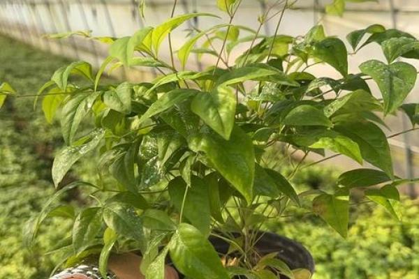 火系命家中最佳植物推荐：点燃生活的绿色火焰！