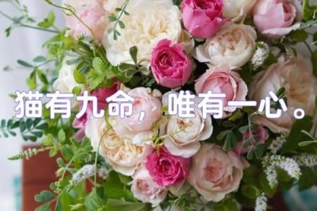 猫有九命的谜题与人类生命的思考
