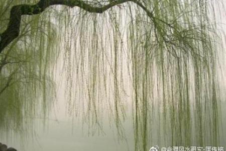 杨柳木：命理搭配与风水的最佳选择