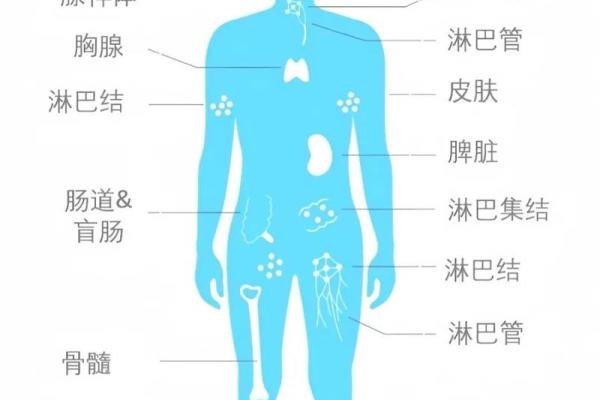 骨头小的人是什么命？命运与体型的深刻联系解析