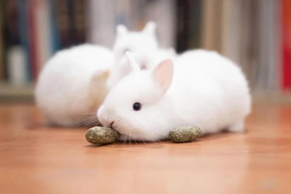 兔年出生的人命运分析：兔子的聪明与机智如何影响人生