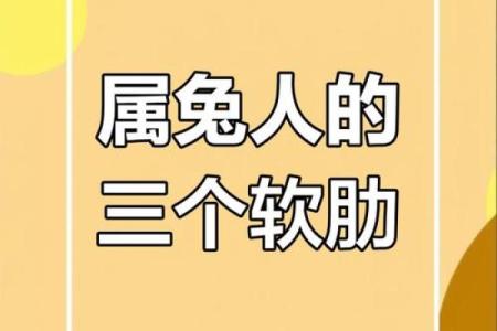 2017年属兔人命理分析：性格、事业与情感的全景解读