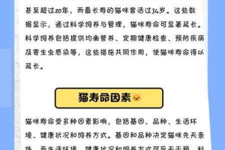 探秘猫命：解读猫咪命理背后的奥秘与寓意