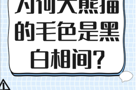 揭秘熊猫命：看相与命理的奇妙结合