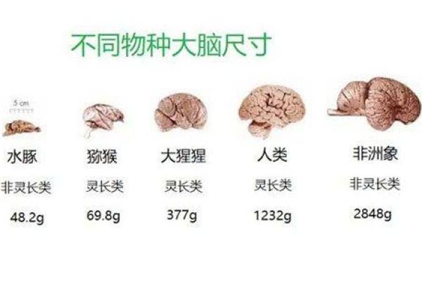 探秘人类长寿之谜：探索人类比动物更长命的原因