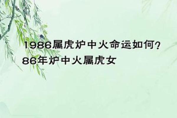 1986年属虎的命运解析：揭秘他们的性格与人生之路