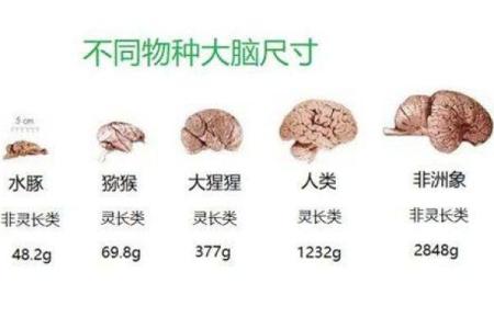 探秘人类长寿之谜：探索人类比动物更长命的原因
