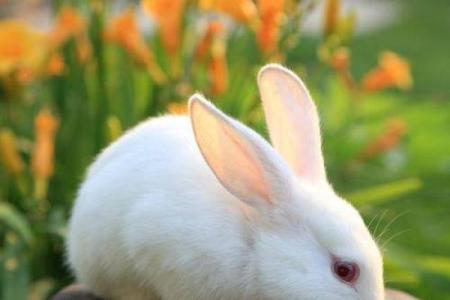 2024年兔年宝宝的命运解析：属于你的小兔子会有怎样的未来？