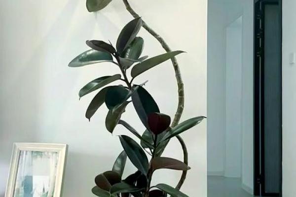 金命人佩戴菩提的独特魅力与吉祥寓意分析